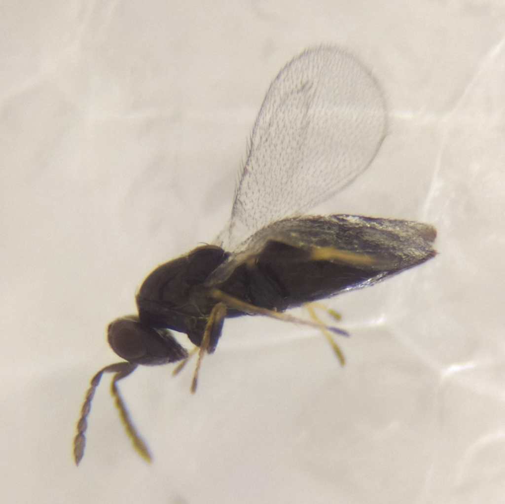 Aprostocetus eriophyes
