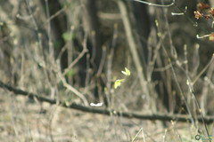 Gonepteryx rhamni