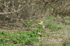 Gonepteryx rhamni