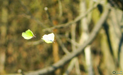Gonepteryx rhamni