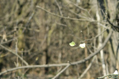 Gonepteryx rhamni