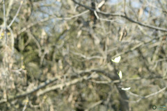 Gonepteryx rhamni