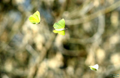 Gonepteryx rhamni