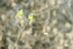 Gonepteryx rhamni