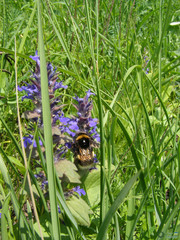 Bombus