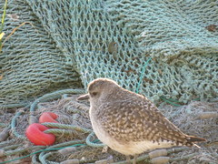 Pluvialis squatarola