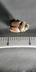 Onthophagus