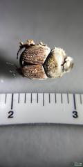 Onthophagus