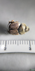 Onthophagus