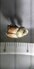Onthophagus