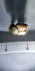 Onthophagus
