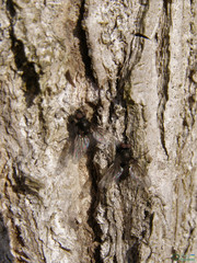 Brachycera