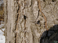 Brachycera