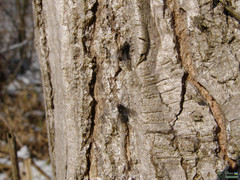 Brachycera