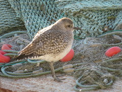 Pluvialis squatarola