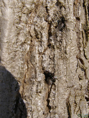 Brachycera