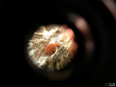 Arthropoda
