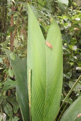 Geonoma cuneata