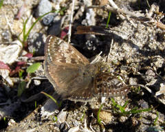 Erynnis tages