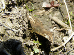 Erynnis tages