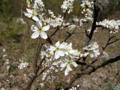 Prunus spinosa dasyphylla