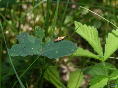 Lepidoptera