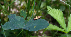 Lepidoptera