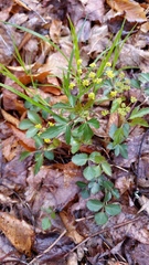 Zizia trifoliata