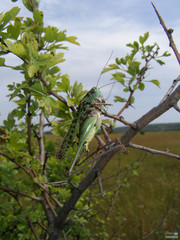 Decticus verrucivorus