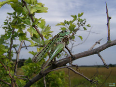 Decticus verrucivorus