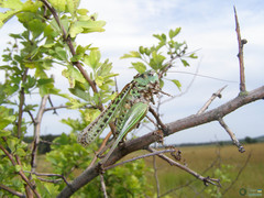 Decticus verrucivorus