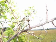 Decticus verrucivorus