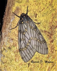 Machadoia xanthosticta