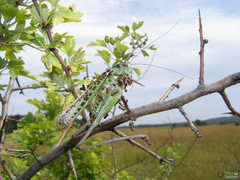 Decticus verrucivorus