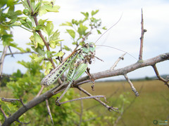 Decticus verrucivorus