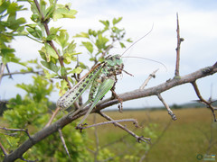 Decticus verrucivorus