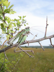 Decticus verrucivorus
