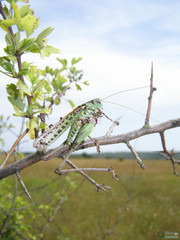 Decticus verrucivorus
