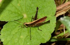 Maculiparia rotundata