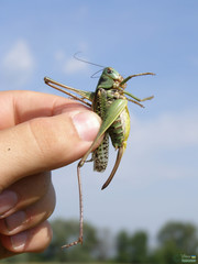 Decticus verrucivorus