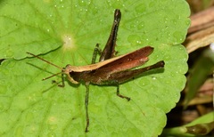 Maculiparia rotundata