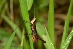 Maculiparia rotundata