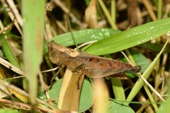 Maculiparia rotundata
