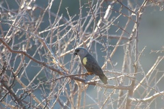 Poicephalus rueppellii