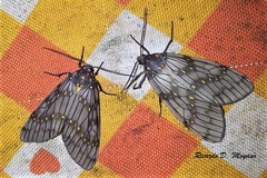 Machadoia xanthosticta