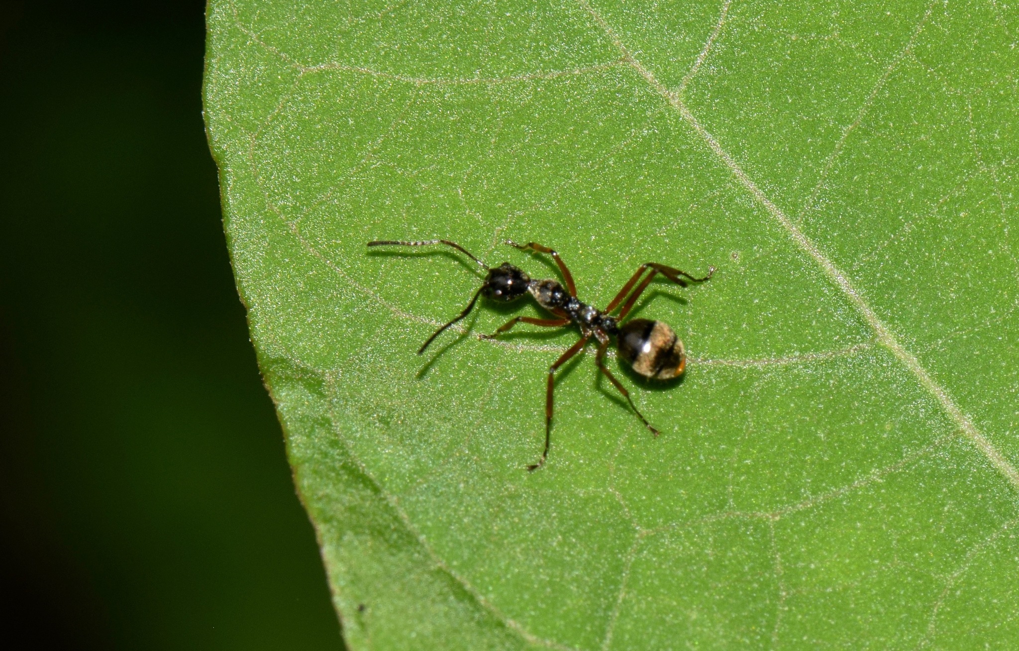 Dolichoderus laurae