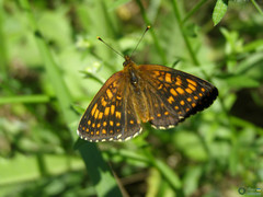 Arthropoda