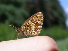 Arthropoda