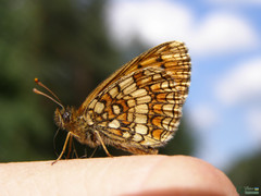 Arthropoda