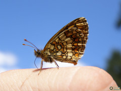 Arthropoda